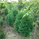 하늘농장2 이미지