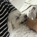 수민동물병원 이미지