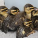 광주광역시야생동물구조관리센터 | 광주시, 야생동물 556마리 구조 성과