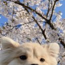 강아지봄 이미지