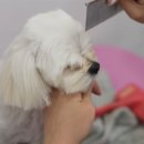 내동애견 네이버블로그
