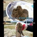 맹수 농장 이미지