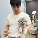 톰퍼피 강아지분양 이미지
