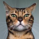 보듬동물병원 이미지