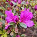 둘레길 | 장군봉과 둘레길 산행후기