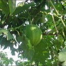 하늘타리 이미지