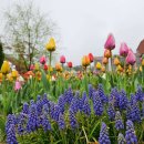 자작나무숲 가는 길 이미지