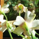 버밀리언 이미지