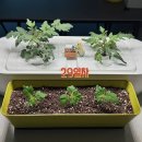 여기;한방울 | 식집사 기록👩🏻‍🌾 LG 틔운 미니 방울토마토 한달 후기