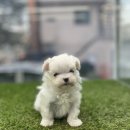 멍앤멍스 이미지