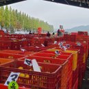 상주원예농협 이미지