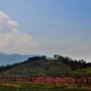 무릉도원 이미지