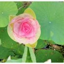 접시꽃민박 이미지