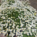 야생화마을펜션민박 이미지