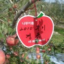 이병락 | 2011 분양 고객님들! 사과가 빨개졌어요~~~ ^^