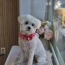 빠몽(PAWMONG) 이미지