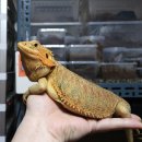 알비노랩 이미지