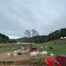 대산목장 이미지