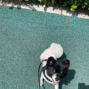 멍멍이 이발관 이미지