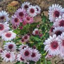 한별 반려동물 장례식장 이미지