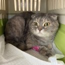 청아동물병원 | [인천 청아동물병원] 건강검진도 잘해내는 버프고양이...건강검진 후기, 인천 과잉진료 없는 동물병원 추천