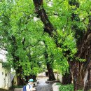 만수향 | 홍콩 마카오 여행 ( DAY 3 ) - 마카오 Cotai Strip / 타이파 빌리지 ( 2 )