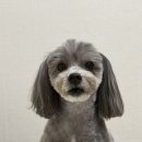 꿀강아지 테리하우스 이미지