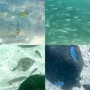 그린제주우도휴양펜션 | 제주도 우도 스노쿨링, 애견동반 산호해수욕장 스노쿨링 | 안녕육지사람 (강아지랑 제주도 여름휴가)