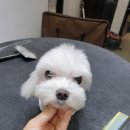 뽀뽀애견센타