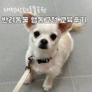 손바닥공원 족구장 | 대전 반려동물공원 반려동물 행동교정 교육후기
