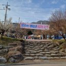 광양매화축제와 구례산수유축제 이미지