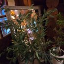 통나무 민박 이미지