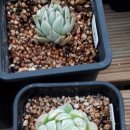 마리아잠수