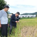 *태안군 벼멸구 비상!! 가세로 군수. [피해농가 방문.. 빠른피해복구 지시] 이미지