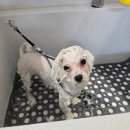 개이쁘댕 이미지