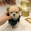 부산강아지분양 앨리펫 이미지