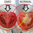 GMO 유전자 변형 식품 이야기 이미지