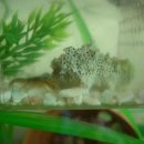 참치랑가재랑 이미지