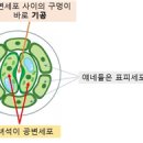 (식물기) 26. 기공(氣孔) 이미지