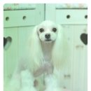 루비 애견샵 이미지