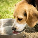 더힐동물병원 이미지