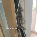 샷시모헤어닷컴 이미지