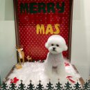 미용해주개 이미지