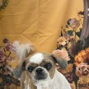 츄블리 펫 살롱 이미지