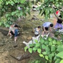 올래올래 | 유명산캠핑장, 어비계곡 따라 피톤치드 가득!아이들과 물고기 잡는 가평 올래캠핑장 후기