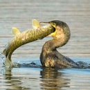 큐본당구장 이미지