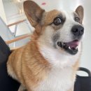 림앤도기살롱 이미지