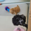 퍼피루미 옥정점 이미지