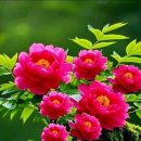 ♤청주(清州) 명기(名妓) 춘절(春節)♤ 이미지