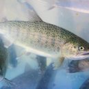 산천어낚시 이미지